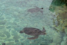 23.ラグーンにはたくさんのウミガメたちが泳いでました