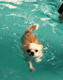 上手に泳げるようになりました