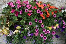 139-%e3%81%8b%e3%82%8f%e3%81%84%e3%82%89%e3%81%97%e3%81%84%e3%81%8a%e8%8a%b1%e3%82%82%e3%81%9f%e3%81%8f%e3%81%95%e3%82%93%e5%92%b2%e3%81%84%e3%81%a6%e3%81%84%e3%81%be%e3%81%97%e3%81%9f%e3%80%82